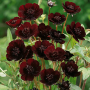 Chocolate Cosmos Cosmos Seeds