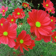 Bipinnatus Dazzler Cosmos Seeds