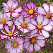Fizzy Rose Picotee Cosmos Seeds