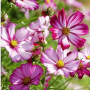 Fizzy Rose Picotee Cosmos Seeds