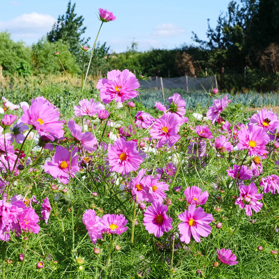Cosmos Seeds – Cosmos bipinnatus