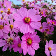 Hybrid Cosmos Seeds