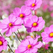 Hybrid Cosmos Seeds