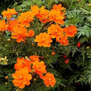 Lucky Ring Cosmos Seeds
