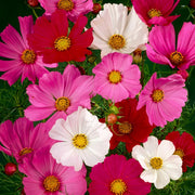 Mixed Cosmos Seeds