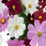 Mixed Cosmos Seeds