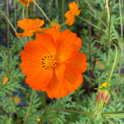 Orange Cosmos Seeds
