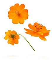 Orange Cosmos Seeds