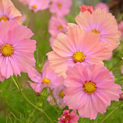 Peach Cosmos Seeds