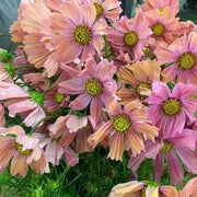 Peach Cosmos Seeds