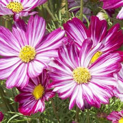 Peppermint Cosmos Seeds