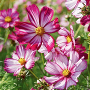 Peppermint Cosmos Seeds