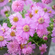 Popsocks Pink Cosmos Seeds