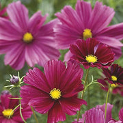 Wildflower Cosmos Rubenza Seeds