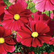Wildflower Cosmos Rubenza Seeds