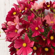 Wildflower Cosmos Rubenza Seeds