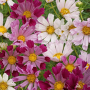 Sea Shells Bipinnatus Cosmos Seeds