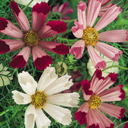 Sea Shells Bipinnatus Cosmos Seeds