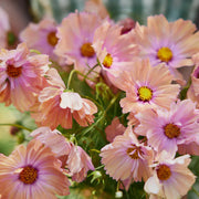 Apricotta Cosmos Seeds