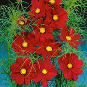 Bipinnatus Dazzler Cosmos Seeds