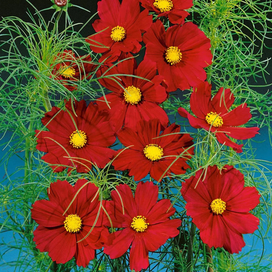 Bipinnatus Dazzler Cosmos Seeds