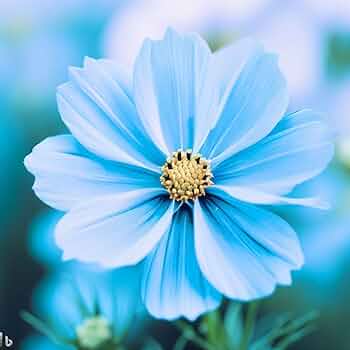 Blue Cosmos Seeds