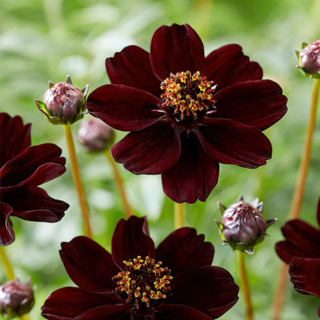 Chocolate Cosmos Cosmos Seeds