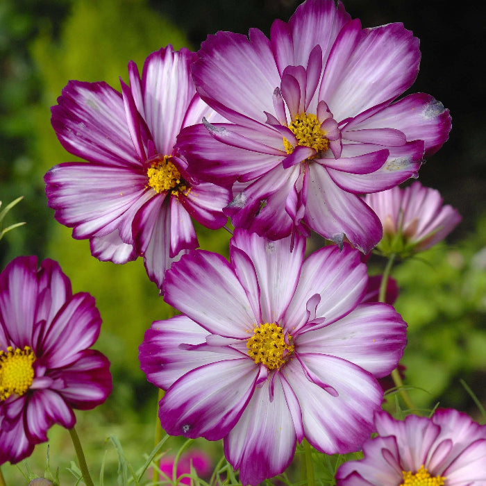 Fizzy Rose Picotee Cosmos Seeds