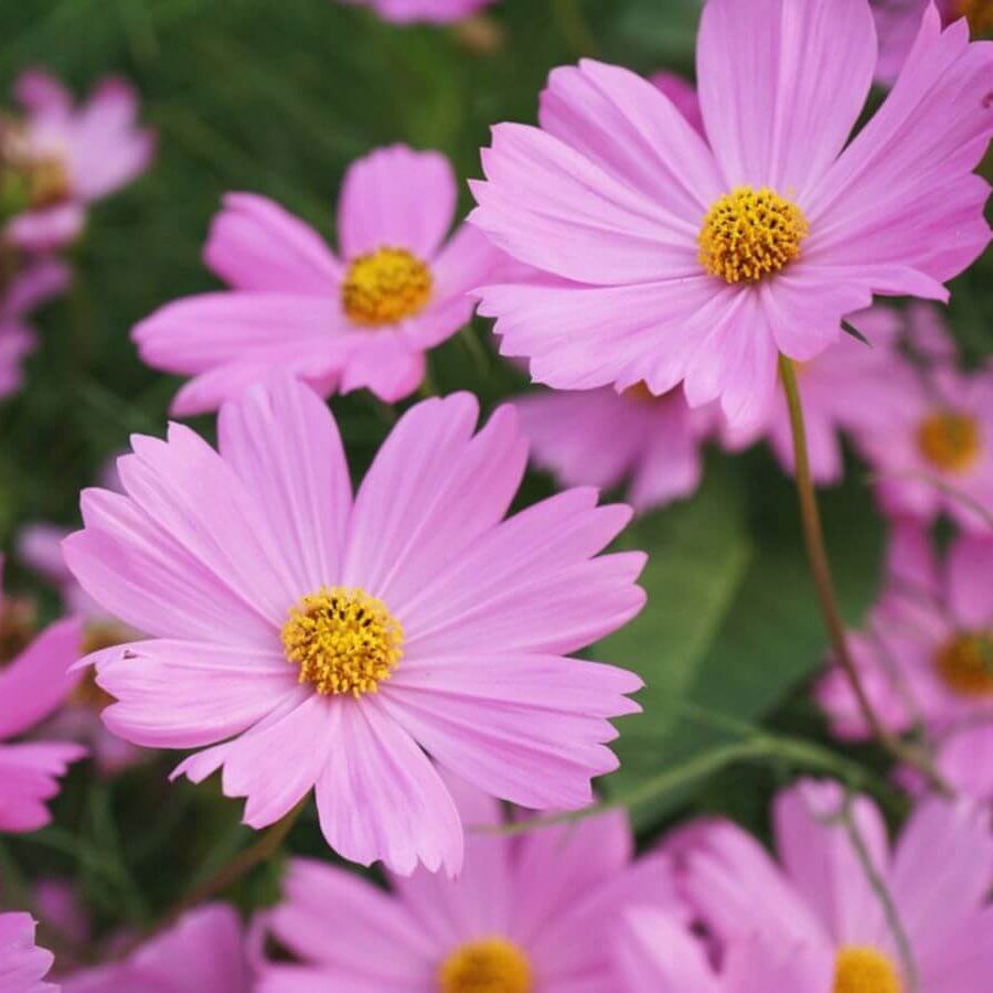 Hybrid Cosmos Seeds