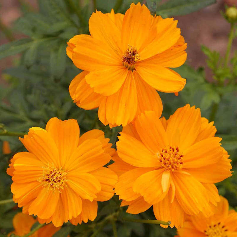 Lucky Ring Cosmos Seeds