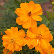 Lucky Ring Cosmos Seeds