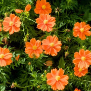 Lucky Ring Cosmos Seeds