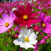 Mixed Cosmos Seeds