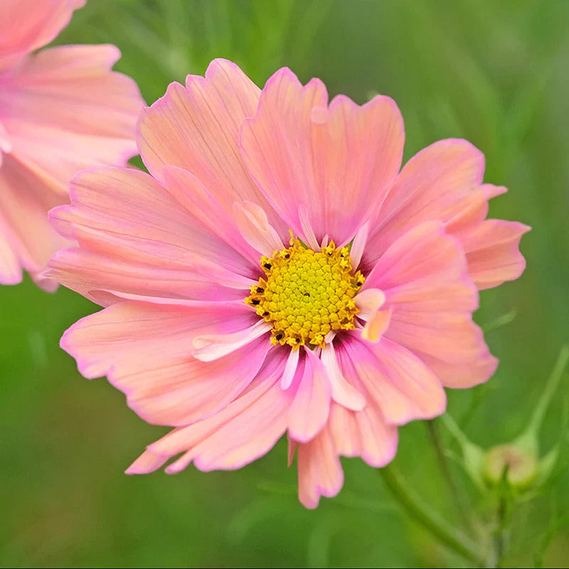 Peach Cosmos Seeds