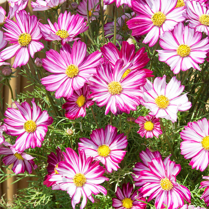 Peppermint Cosmos Seeds