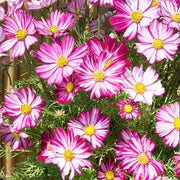 Peppermint Cosmos Seeds