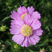 Popsocks Pink Cosmos Seeds