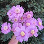 Popsocks Pink Cosmos Seeds