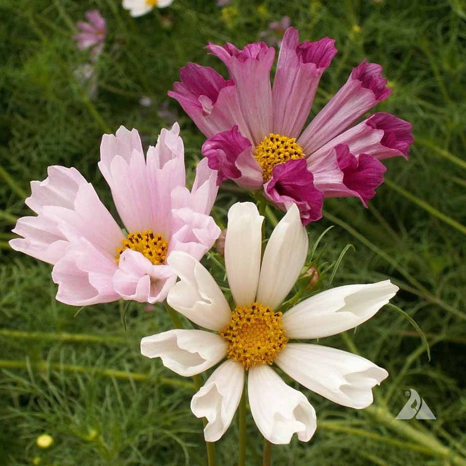Sea Shells Bipinnatus Cosmos Seeds