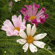Sea Shells Bipinnatus Cosmos Seeds