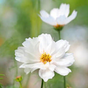 White Cosmos Seeds