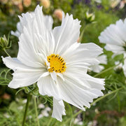 White Cosmos Seeds