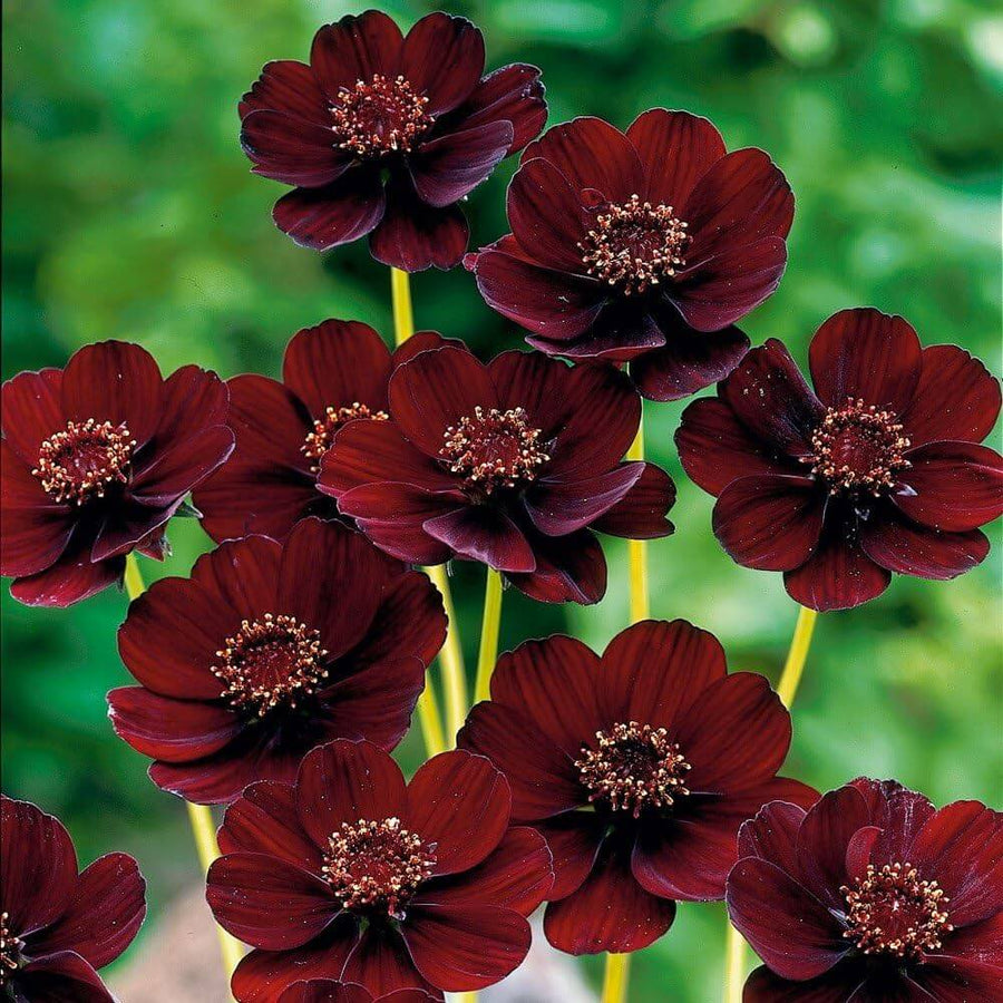 Wildflower Mixv Cosmos Seeds