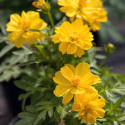 Yellow Cosmos Seeds