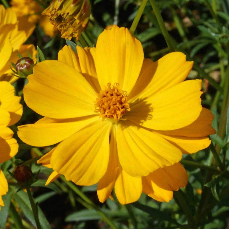 Yellow Cosmos Seeds