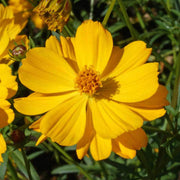 Yellow Cosmos Seeds