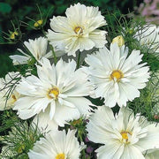 White Cosmos Seeds