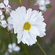 White Cosmos Seeds