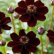 Wildflower Mixv Cosmos Seeds