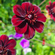 Wildflower Mixv Cosmos Seeds